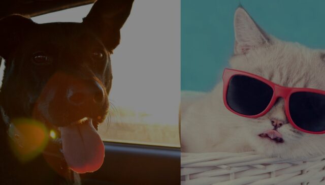 travel nurse with a pet