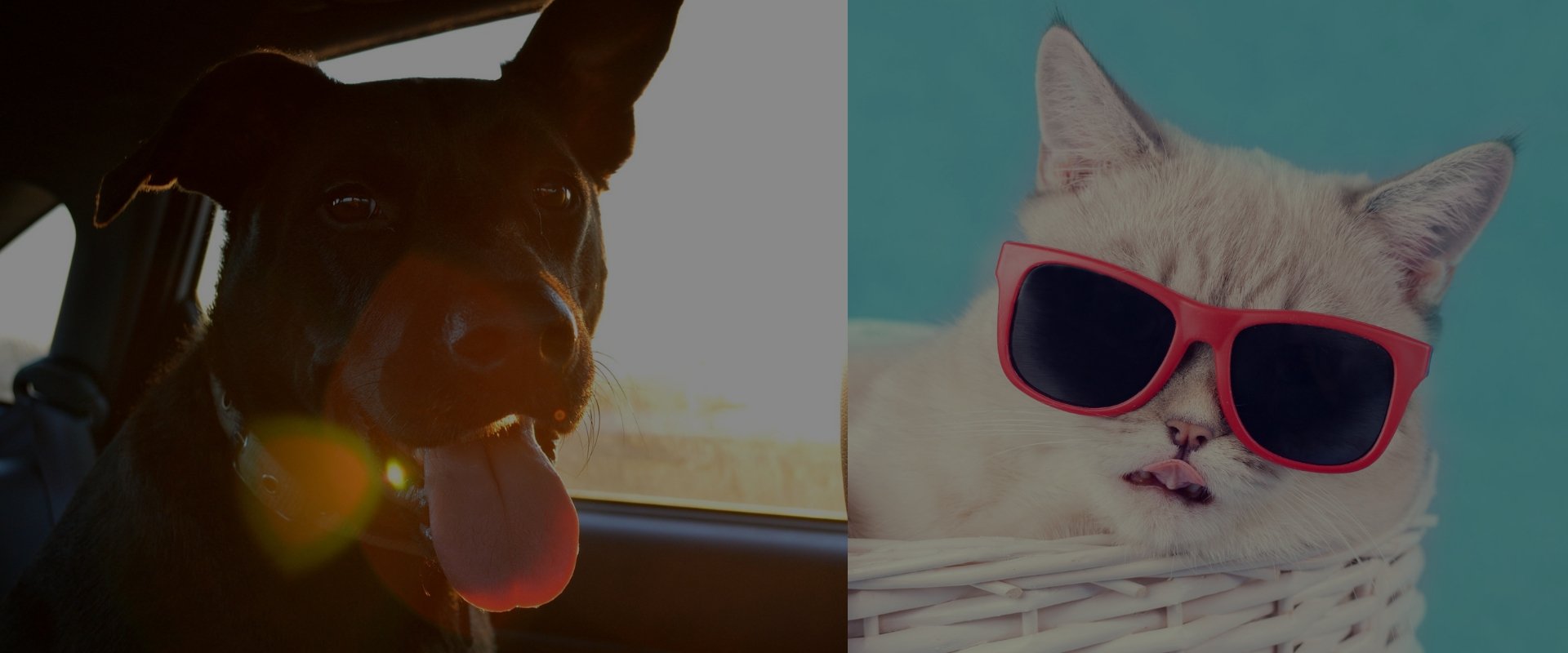 travel nurse with a pet