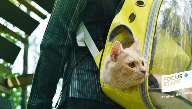 Traveling with a cat, travel nursing with pets, traveling with pets tips