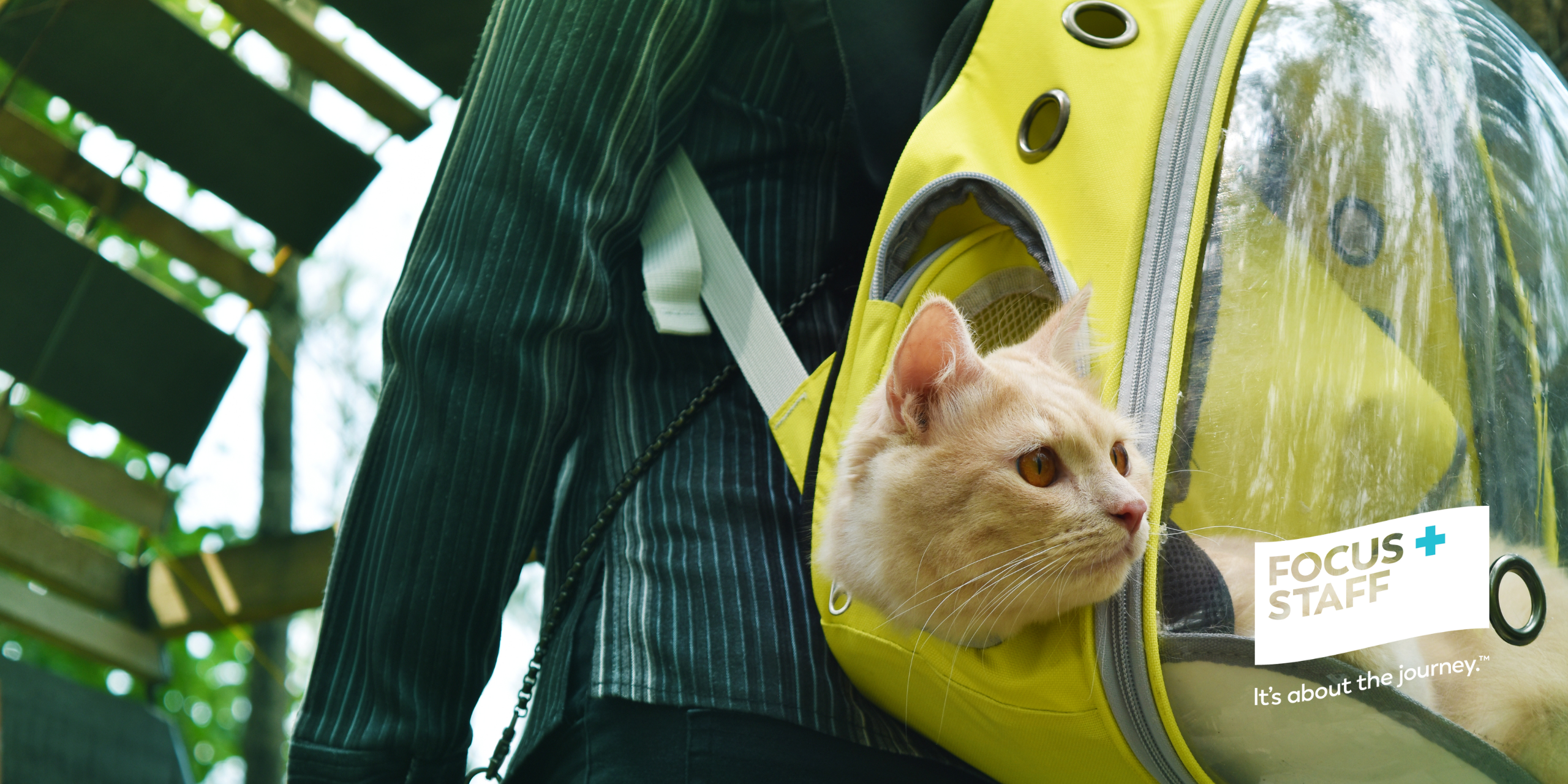 Traveling with a cat, travel nursing with pets, traveling with pets tips